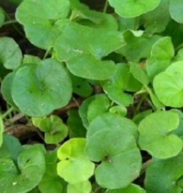 dichondra