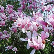 Magnolia