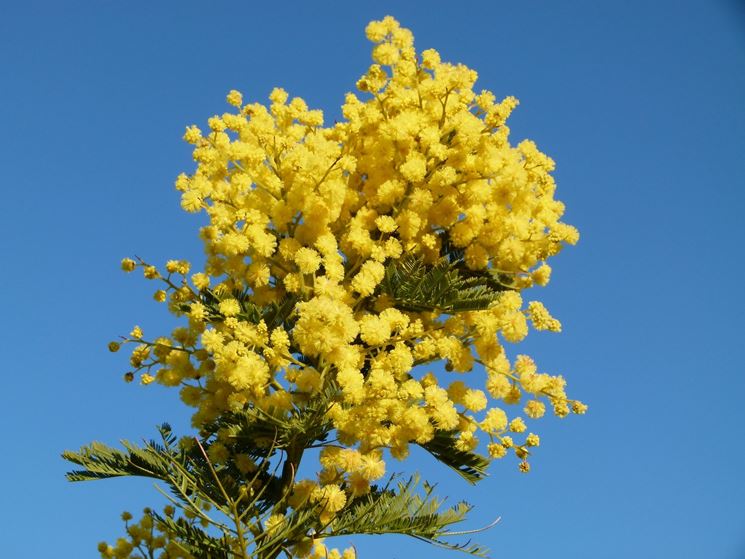 mimosa