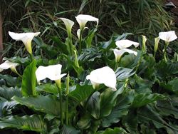 Calla