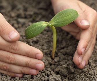 Come piantare gli alberi