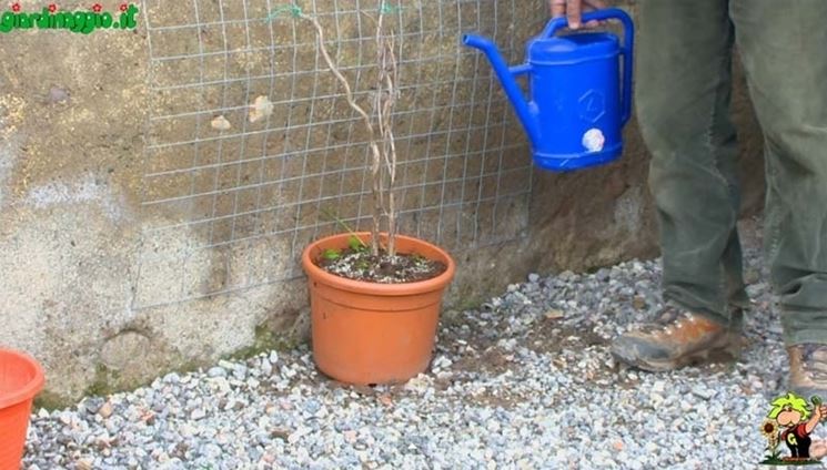 Scelta piante per verde verticale