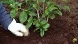 terriccio esecuzione buca e piantumazione