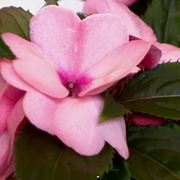 Impatiens