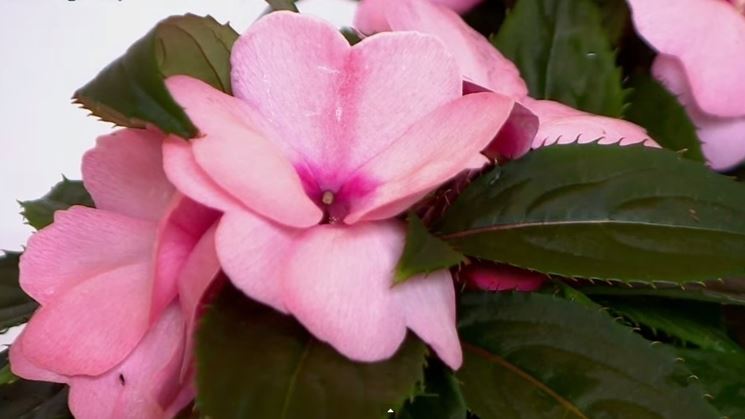 Impatiens