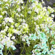 Perenni per giardini rocciosi