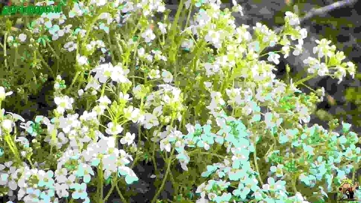 Perenni per giardini rocciosi piante perenni piante perenni ... Piante perenni per giardino roccioso