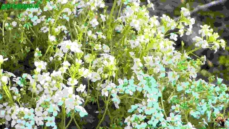 Perenni per giardini rocciosi