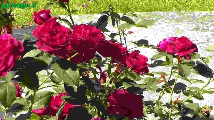 Rose Arbustive