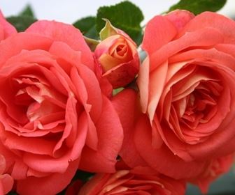 Tipologie di rose moderne