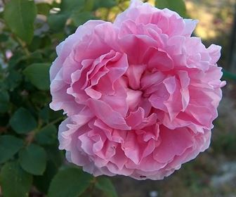 Tipologie di rose antiche