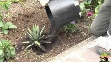 agave