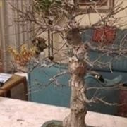 annaffiature bonsai