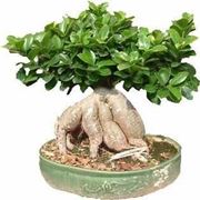 bonsai da talea