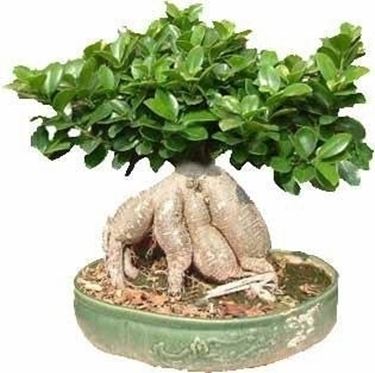 bonsai da talea