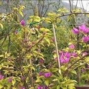 bonsai di rampicanti