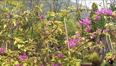 bonsai di rampicanti