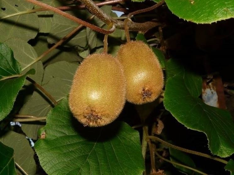 parassiti e malattie kiwi