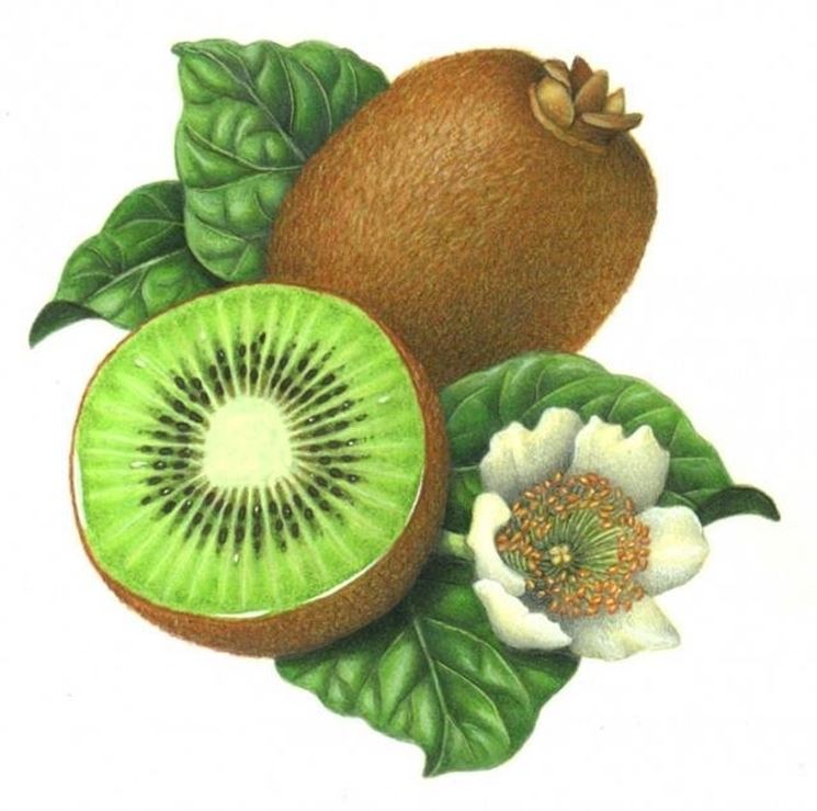 Descrizione kiwi