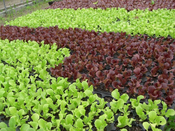 coltivare insalata