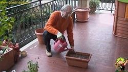 coltivare aromatiche