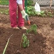 coltivare pomodori 