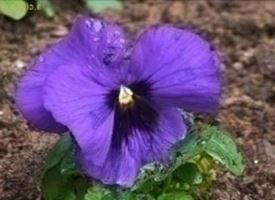 Coltivazione delle viole 