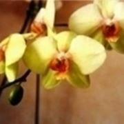 coltivazione phalaenopsis