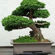 potatura bonsai