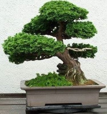 potatura bonsai