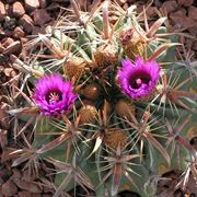 ferocactus