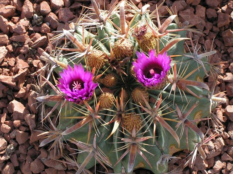 ferocactus