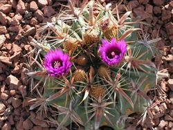 ferocactus