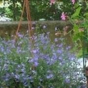 fiori da balcone