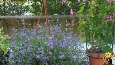 fiori da balcone