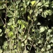 ibisco foglie caduche