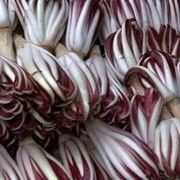 radicchio rosso