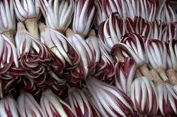 radicchio rosso