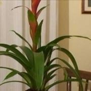 bromelia