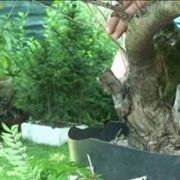 potatura bonsai