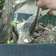 potatura prebonsai