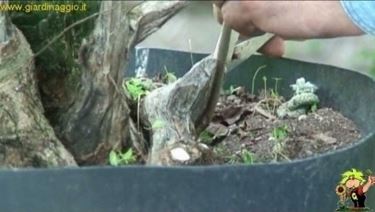 potatura prebonsai