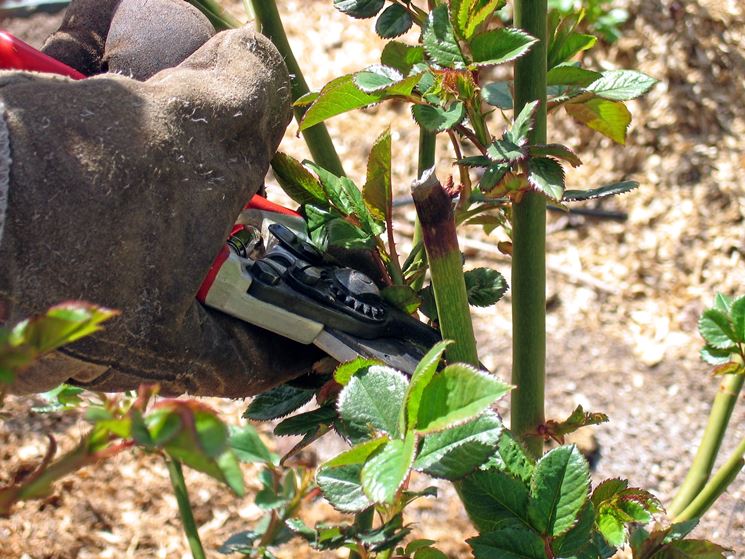 Potare Le Rose Sfiorite In Estate Video Potature Potare Le Rose Sfiorite In Estate Video Giardinaggio