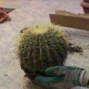 rinvasare cactus