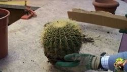 rinvasare cactus