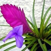 tillandsia