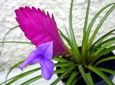 tillandsia