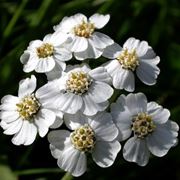 achillea clav