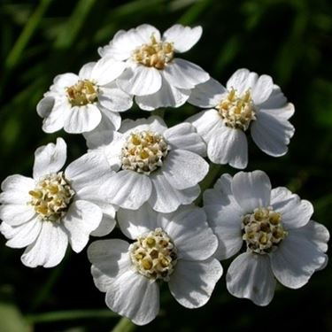 achillea clav