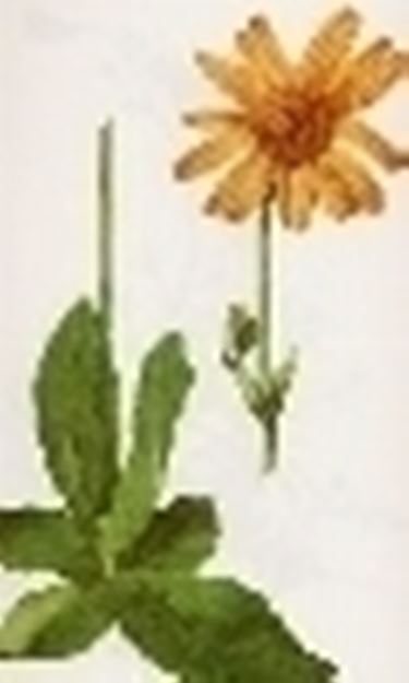 arnica montana